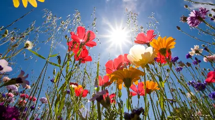 گل های رنگارنگ و تماشایی زیر آسمان آفتابی در یک نمای هنری 