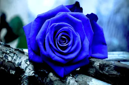 تصویر تحسین برانگیز از گل رز آبی رنگ با کیفیت اچ دی