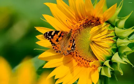 دانلود عکس وکتور رایگان گل آفتابگردان بزرگ و پروانه پر نقش و نگار 