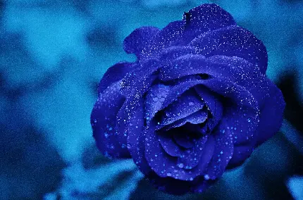 تازه ترین والپیپر گل رز واقعی به رنگ آبی برای دسکتاپ