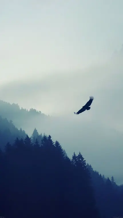 دانلود پوستر باحال و باشکوە پرواز عقاب بر فراز جنگل‌های انبوە مناسب آیفون