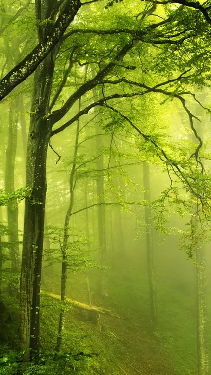 دانلود نمای جدید از طبیعت مه آلود جنگل به رنگ سبز رویایی 
