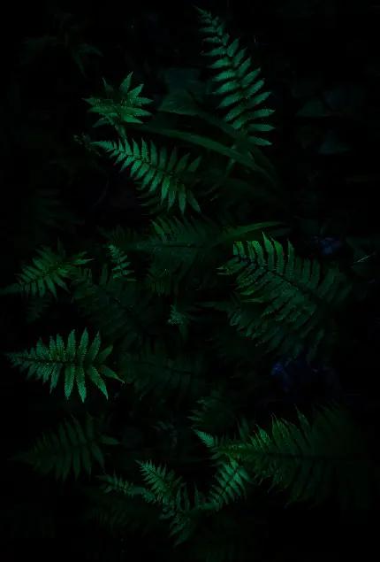 عکس درخت جنگل آمازون ترسناک در فضایی تاریک با کیفیت full hd