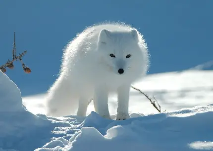 عکس باکیفیت برای بک گراند از روباه سفید قطبی