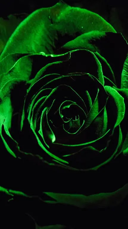 دانلود پس زمینە تاریک و مخوف گل رز سبز رنگ در زمینە مشکی