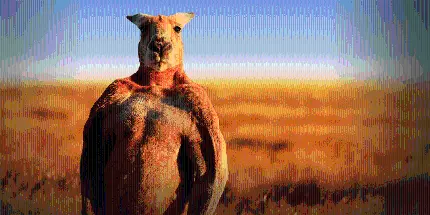 دانلود عکس استوک کانگوروی معروف عظیم الجثه در بیابان