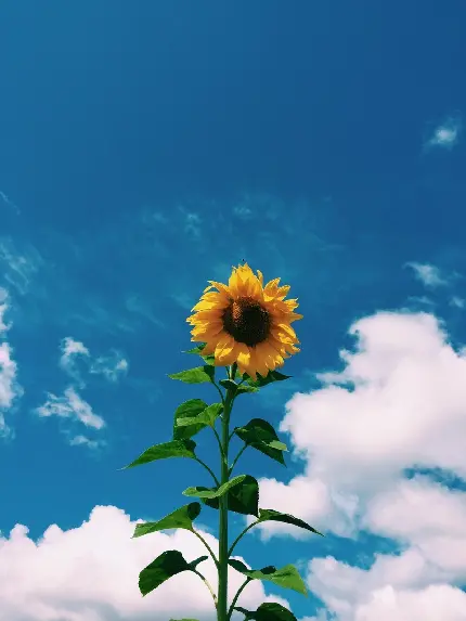 عکس گل آفتابگردان با زمینه آسمان آبی و پاک برای پروفایل افراد خاص