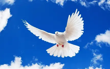 تصویری بی‌نظیر از کبوتر سفید آزاد در حال پرواز در آسمان لاجوردی مناسب لپ تاب