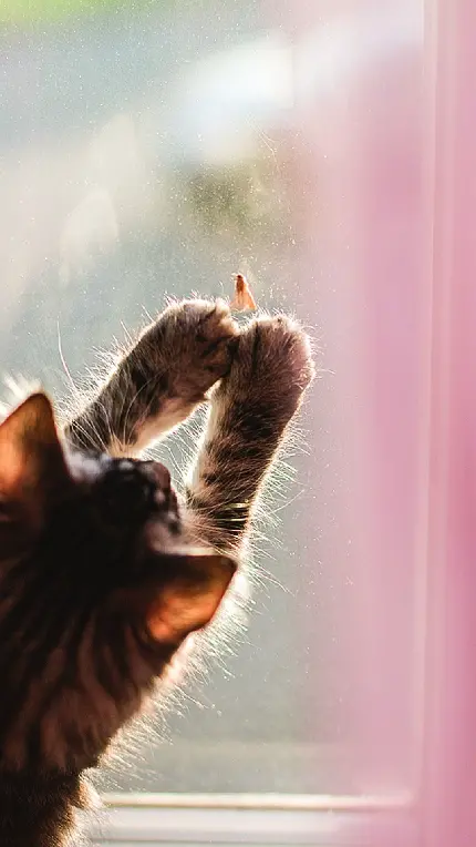 پوستر باب روز از گربه شیطون در حال شکار چیزی از روی شیشه