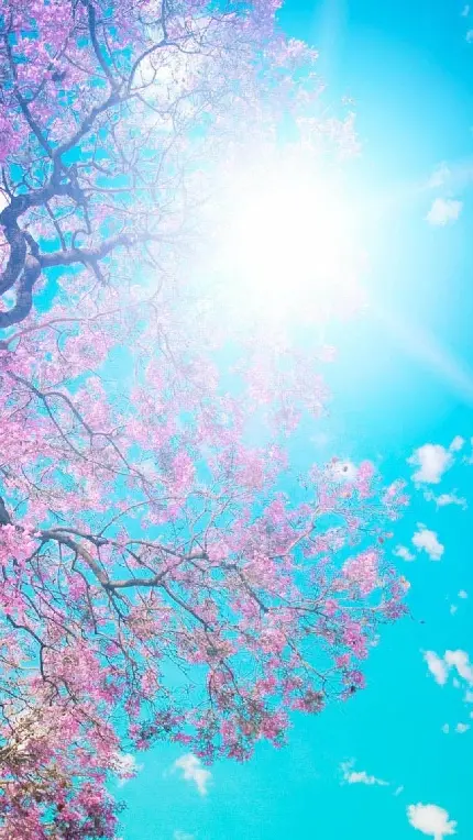 والپیپر تحسین برانگیز از شکوفه های صورتی در پرتو نور خیره کننده خورشید با کیفیت 4k