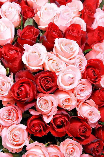 نمای خاص از گل های رز به رنگ قرمز و صورتی مخصوص استوری