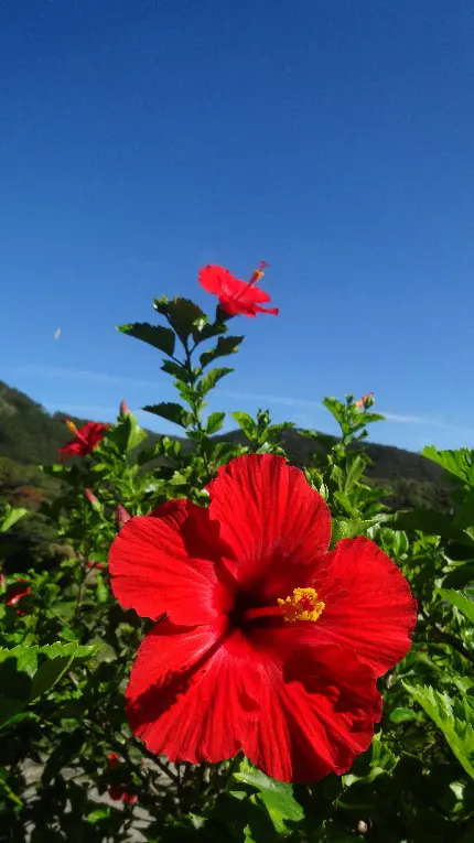 دانلود والپیپر گل ختمی قرمز در طبیعت سرسبز با کیفیت HD رایگان