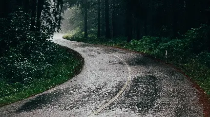 دانلود والپیپر جاده خیس بارانی در وسط جنگل سرسبز و زیبا