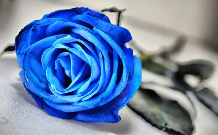عکس پروفایل باحال با طرح گل رز آبی با کیفیت 8k