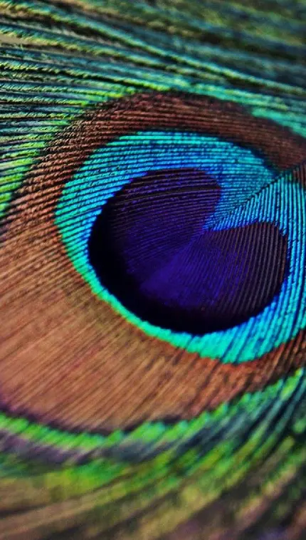 پر بیننده ترین تصویر استوک پر طاووس با کیفیت 4k برای زمینه لپتاپ 