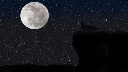 جدید ترین عکس گرگ و ماه در آسمان پرستاره با کیفیت Full HD 