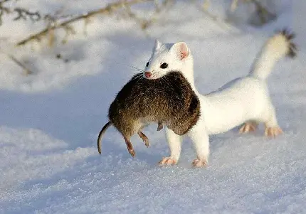 زیباترین پس زمینه‌ باکیفیت فول اچ دی راسو سفید با شکارش در برف