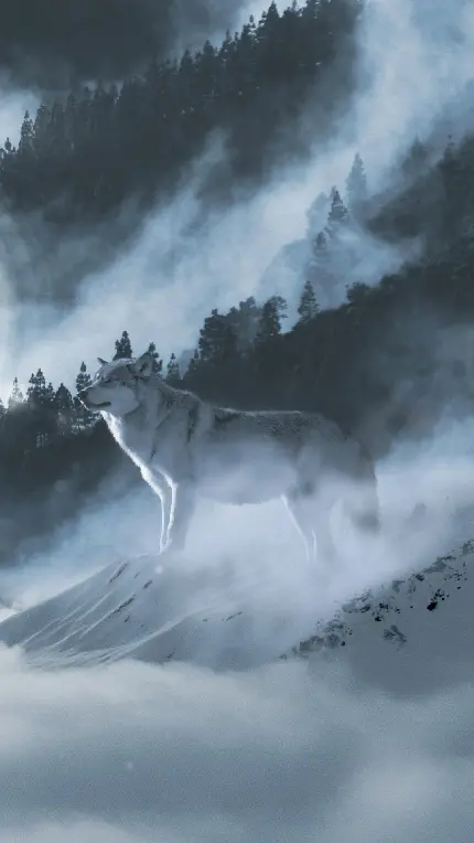 محبوب ترین عکس گرگ در حال زوزه کشیدن در جنگل 