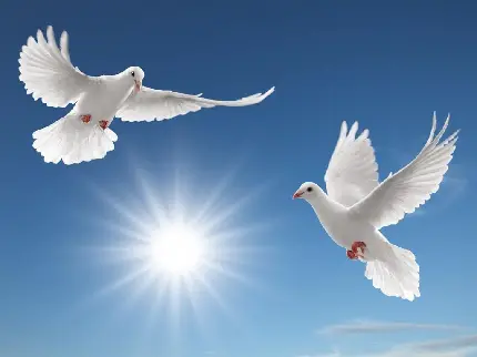 دانلود عکس استوک و خوشنمای دو کبوتر سفید در حال پرواز در آسمان آفتابی