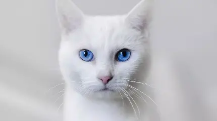 عکس گربه سفید چشم آبی با کیفیت بالا برای پروفایل شبکه های اجتماعی