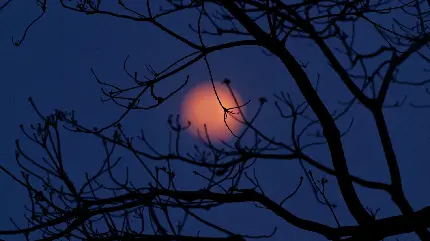 زیباترین پوستر ماه سرخ در شب با کیفیت ویژه Full HD 