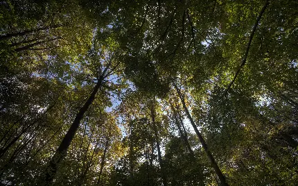 والپیپر و بک گراند نچرال با نمای خاص از شاخە و برگ‌های در هم پیچیدە درختان در طبیعت جنگل‌