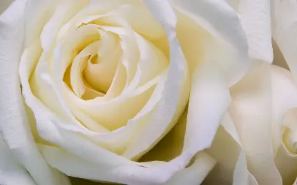 دانلود والپیپر گل رز سفید بزرگ سر زندە از نمای راست باکیفیت اچ دی