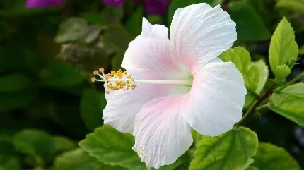 بک گراند گل ختمی سفید صورتی خوش عطر و آرامش دهنده با کیفیت عالی