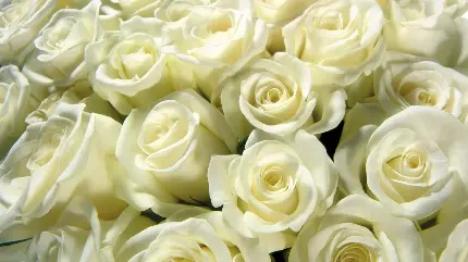 دانلود عکس زمینە باطراوت از گل‌های رز سفید باکیفیت hd