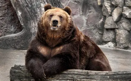 بامزه ترین بک گراند خرس قهوه‌ای برای ویندوز 11 و 12 