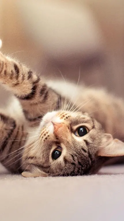 عکس استوک گربه قشنگ برای پروفایل گوشی