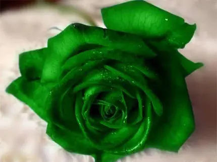 دانلود عکس زمینە غمگین از گل رز سبز رنگ برای پروفایل گوشی