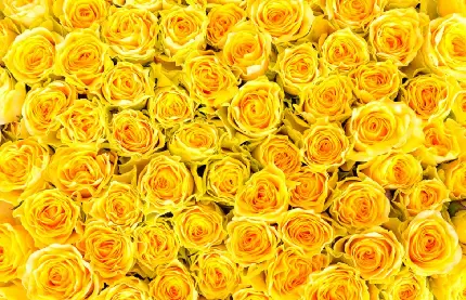 عکس گل رز زرد عاشقانه با جزئیات شگفت انگیز با کیفیت HD 