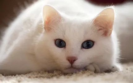 عکس گربه سفید ملوس و گوگولی دوست داشتنی برای زمینه