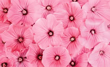 زیبا ترین والپیپر گل صورتی خوشرنگ برای ویندوز 11