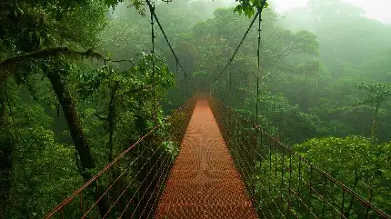 زمینە باکیفیت و جذب کنندە از پلی قهوەای رنگ در میان جنگل‌های انبوە رودخانه آمازون