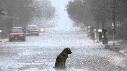 عکس پردانلود از سگ تنها زیر باران شدید با کیفیت HD 