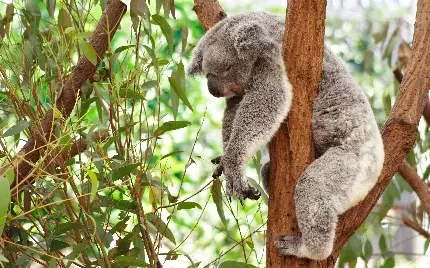 عکس استوک کوالایی کە دو دستش را از درختی در حالت خواب دراز کردە