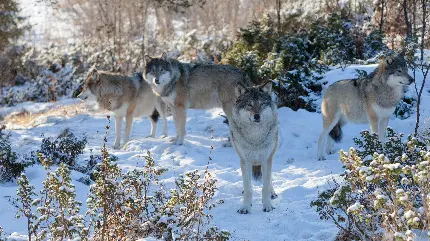 عکس گرگ های وحشی در جنگل برفی با کیفیت HD 