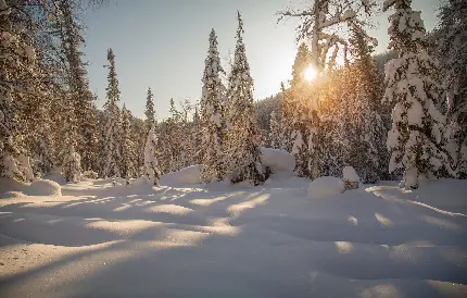 تصویر دلنشین از غروب دل انگیز در جنگل برفی سیبری روسیه 