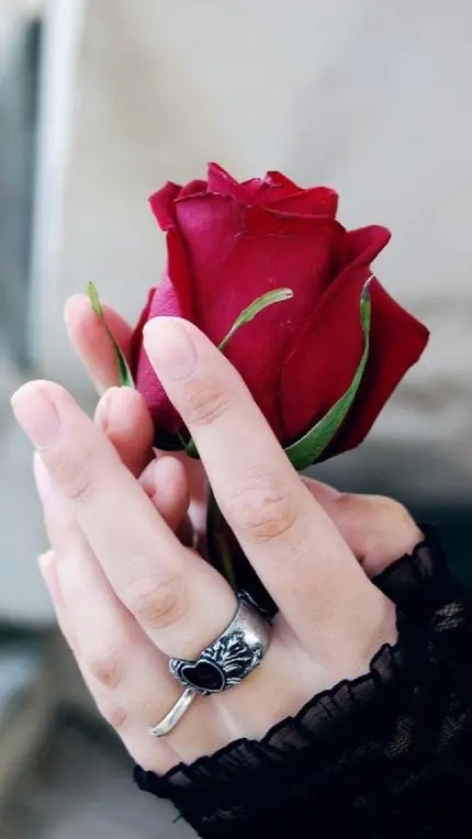 تصویری دل انگیز از یک بوته گل رز در دستانی زیبا