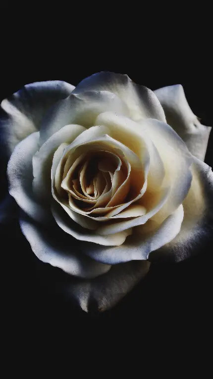 دانلود تصویر زمینە گل رز سفید با انعکاس نور رویش