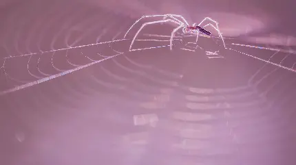 جالب ترین بک گراند صورتی رنگ مک با طرح تار عنکبوت