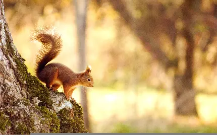 تصویر زمینه بچه سنجاب روی درخت برای ویندوز 12