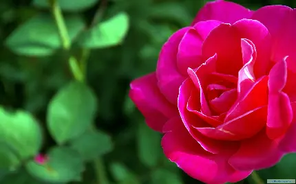 دانلود عکس گل خوشگل و دلپذیر صورتی با کیفیت 4K