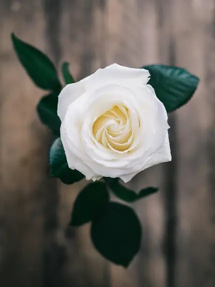 دانلود تصویر زمینە گل رز سفید از نمای بالا با برگ‌های سبز خوش رنگ مناسب گوشی