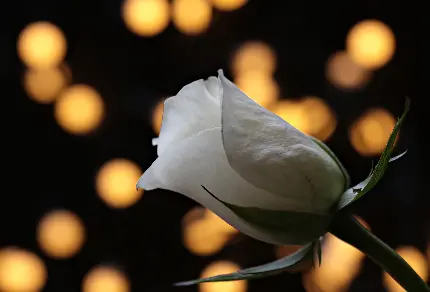 عکس پروفایل گل رز سفید و زیبا با زمینه نور های درخشان طلایی 