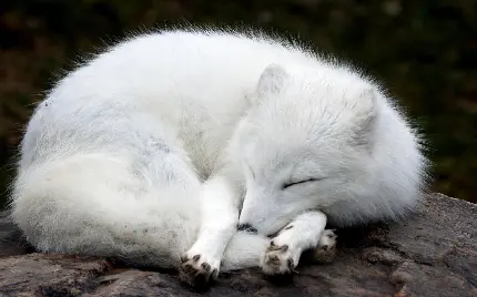 تصویر زمینه زیبای روباه سفید قطبی خوابالود