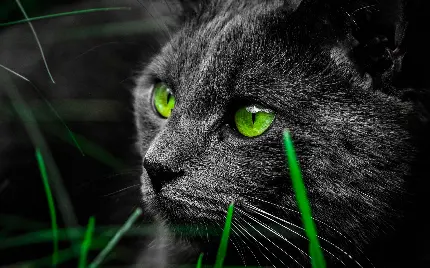 عکس گربه خاص با چشمان سبز خارق العاده در چمن زار