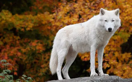 تصویر زمینه شاهکار گرگ سفید در طبیعت پاییزی برای دسکتاپ 